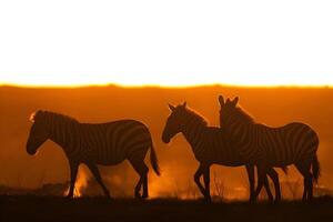 zebras in the sunset photo