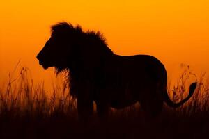 un león soportes en el césped a puesta de sol foto