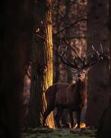 a deer stands in the woods with large antlers photo