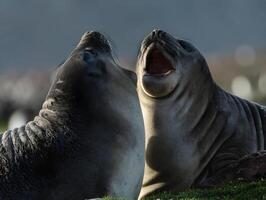 Sea Lions at Port of Mar del Plata photo