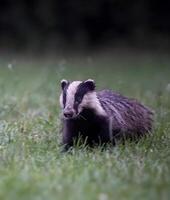 a badger is walking through the grass photo