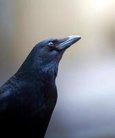 a close up of a black bird with a blurred background photo