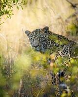 a leopard is looking at the camera in the grass photo