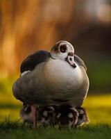 a goose with its young on the grass photo