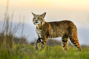 a bobcat is walking across a field photo