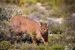 caracal, cape caracal, cape caracal, cape caracal, photo