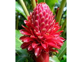 Red Ginger Plant Flower- photo