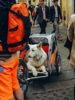 Rome, Italy- April 2,2023. dog in a stroller, pet travels. photo