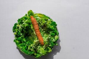 Orange carrots with mold and moss. photo