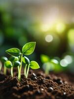 Sprout of green leafy plants growing from fertile soil on green background, environmental design concept photo