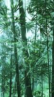 Morning atmosphere in a bamboo forest video