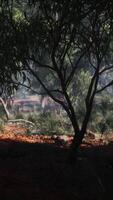 Australische outback met bomen en geel zand video