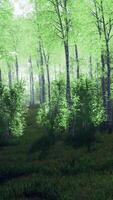 panorama da floresta de bétulas com luz solar video