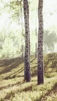 lever ou coucher de soleil dans une forêt de bouleaux au printemps avec des rayons de soleil qui brillent video