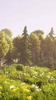 cartoon Wooded forest trees backlit by golden sunlight video