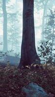 vue panoramique sur la majestueuse forêt à feuilles persistantes dans un brouillard matinal video