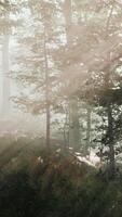 paysage magique de forêt d'automne sombre avec des rayons de lumière chaude video