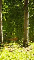 la lumière brille dans la nature video