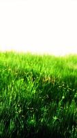 paysage d'herbe verte avec des collines et un ciel bleu video