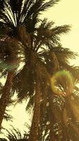 Underside of the coconuts tree with clear sky and shiny sun video