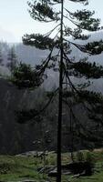 paesaggio nebbioso della foresta di montagna al mattino video