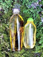 Olive oil in a bottle on moss grass background and plaster photo