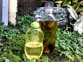 Olive oil in a bottle on moss grass background and plaster photo