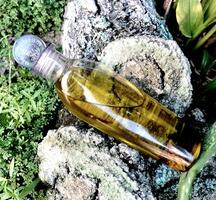 Olive oil in a bottle on moss grass background and plaster photo