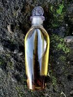 Olive oil in a bottle on moss grass background and plaster photo