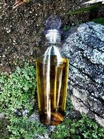 Olive oil in a bottle on moss grass background and plaster photo