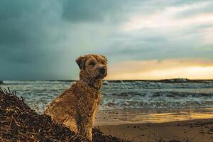 costero canino reloj foto