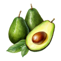 waterverf schilderij van vers avocado's png