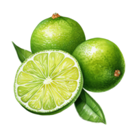 une Frais citron vert coin garnir png