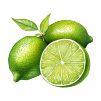une Frais citron vert coin garnir png