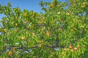 apricot resp.Prunus armeniaca,in Austria also called Marille,Burgenland,Austria photo