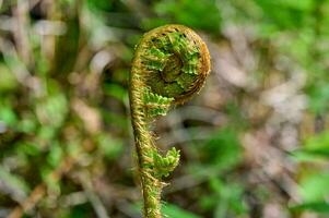 brote de helecho en bosque, inferior rin región, alemania foto