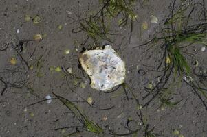 Mudflats during low Tide in North Sea,Wattenmeer National Park,Germany photo