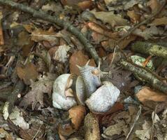 Roman snails or Burgundy snails resp.Helix pomatia in love,lower Rhine region,Germany photo