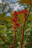 castor petróleo planta resp.ricinus communis, Renania, Alemania foto