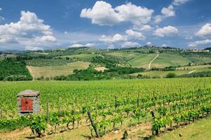 paisaje de viñedos en toscana, italia foto