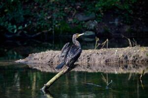 resting cormorant resp.Phalacrocorax carbo,Pond in lower Rhine region,Germany photo