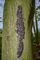 lime seed bug resp.Oxycarenus lavaterae on tree,lower Rhine region,Germany photo