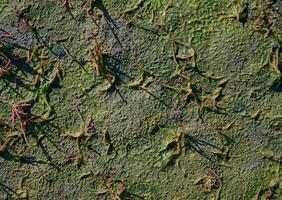 algae carpet on the mudflats,North Sea,Wattenmeer National park, photo