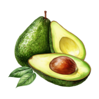 Watercolor Painting of Fresh Avocados png