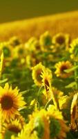 campos de girasoles en la cálida luz del atardecer video