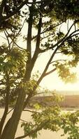 The warm morning sun dramatically casting intense rays through a large tree video