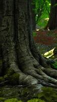 les racines des arbres avec de la mousse verte au printemps video