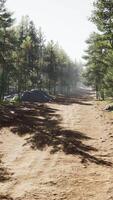 Colorado trail among the pine trees with the mountains video