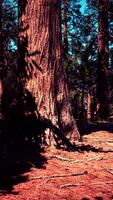 sequoias gigantes no bosque da floresta gigante no parque nacional das sequoias video