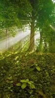 la lumière brille dans la nature video